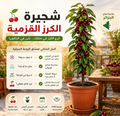 CERiSiER-شجرة الكرز