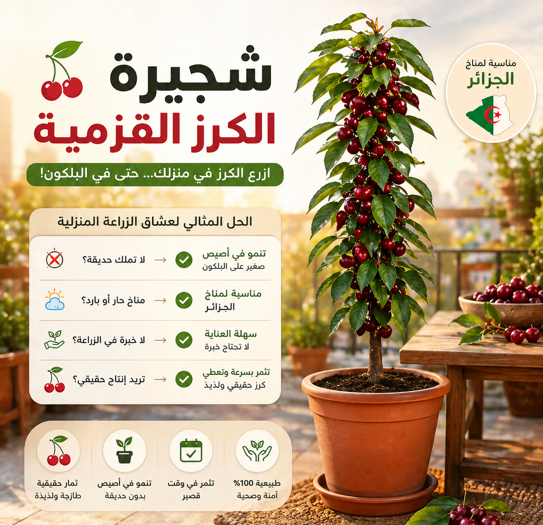 CERiSiER-شجرة الكرز